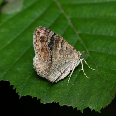 Xanthorhoe ferrugata (píďalka hojná), Žebětín