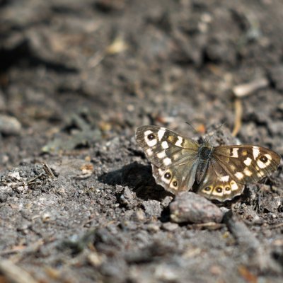 Pararge aegeria (okáč pýrový), Jehnice