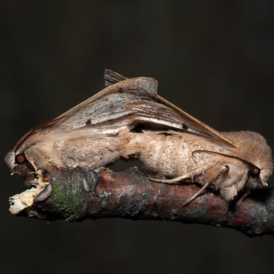 Perigrapha munda (jarnice černoskvrnná), Hády - odkaliště