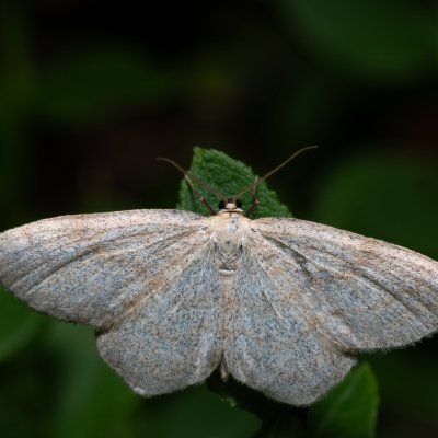 Scopula ternata (vlnopásník borůvkový), NPR Radostínské rašeliniště