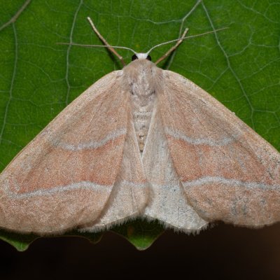 Hylaea fasciaria (běločárník smrkový), Hády