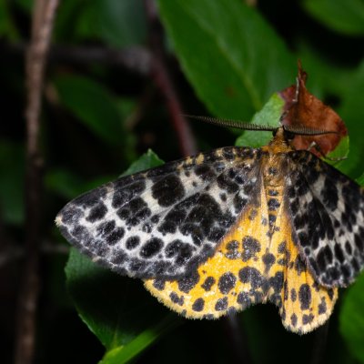 Arichanna melanaria (různorožec borůvkový), NPR Radostínské rašeliniště