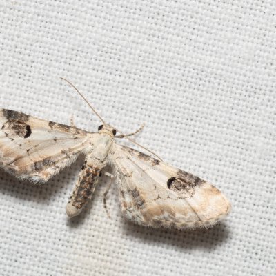 Eupithecia centaureata (píďalička srpková), Devět křížů