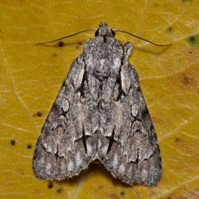 Acronicta psi (šípověnka trnková), Hrabětice