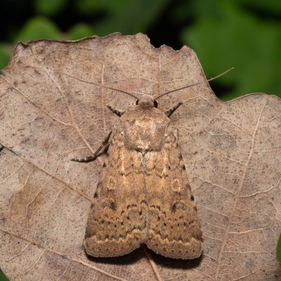 Rhyacia simulans (osenice jetelová), PR Svatý kopeček