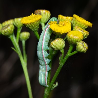 Eucarta virgo (blýskavka panenská), Kývalka