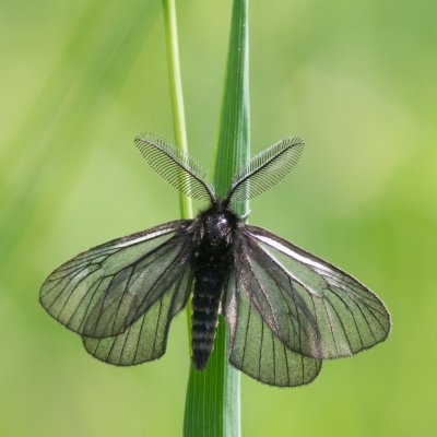 Penthophera morio (smutník jílkový), Přírodní park Rakovecké údolí