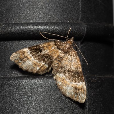 Martania taeniata (píďalka kuřičková), Kateřinská jeskyně