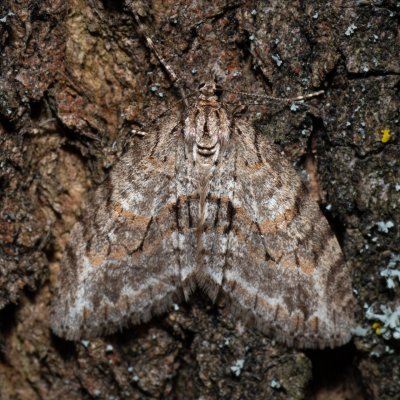 Trichopteryx polycommata (šedokřídlec ptačízobový), Hády - odkaliště