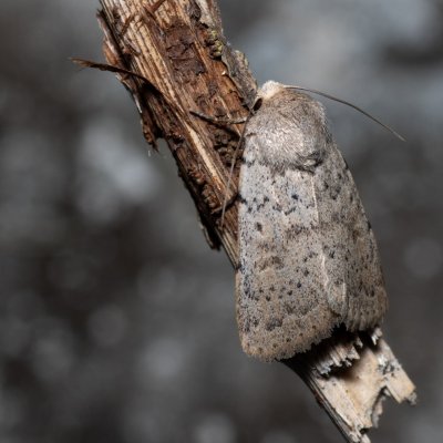 Hoplodrina respersa (blýskavka kropenatá), Lysá hora u Ochozu