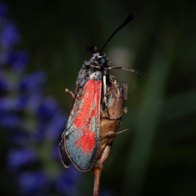 Zygaena punctum (vřetenuška čtverotečná), Havranické vřesoviště