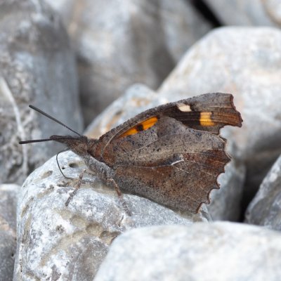 Libythea celtis (cípatec jižní), HR, Planikovac