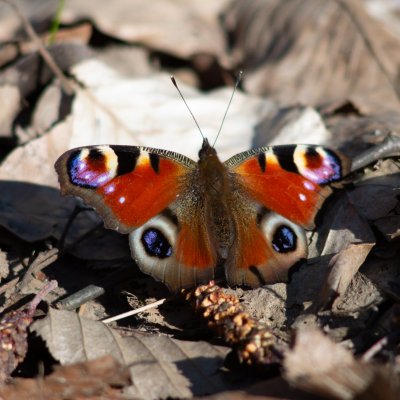 Aglais io (babočka paví oko), PP Augšperský potok