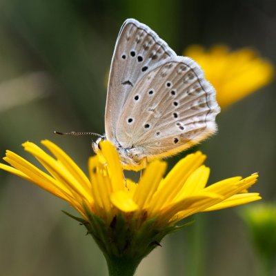 Polyommatus daphnis (modrásek hnědoskvrnný), HR, Babić Siča, Velebit
