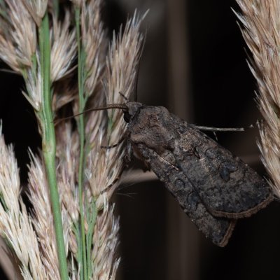 Agrotis segetum (osenice polní), Říčky