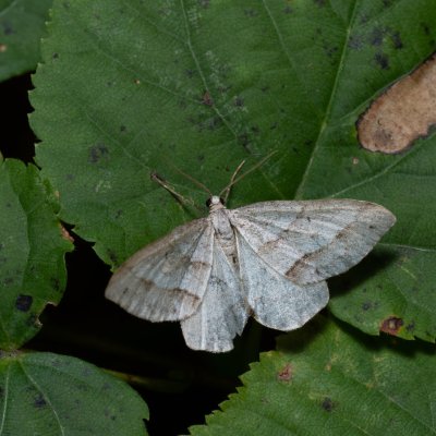 Mesotype parallelolineata (píďalka pampelišková), Kývalka