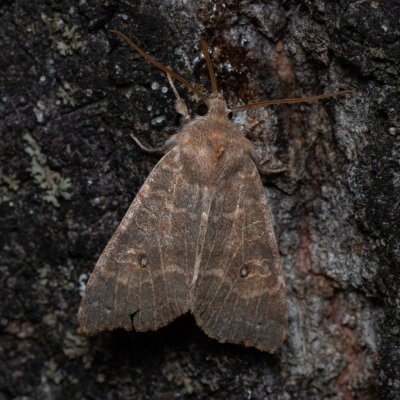 Xanthia ocellaris (zlatokřídlec topolový), Hády - odkaliště