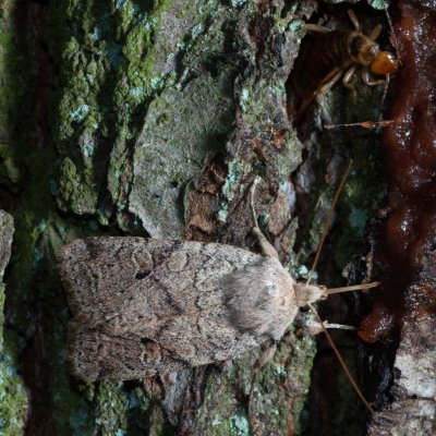 Agrochola laevis (polnice šťovíková), Kamenný vrch