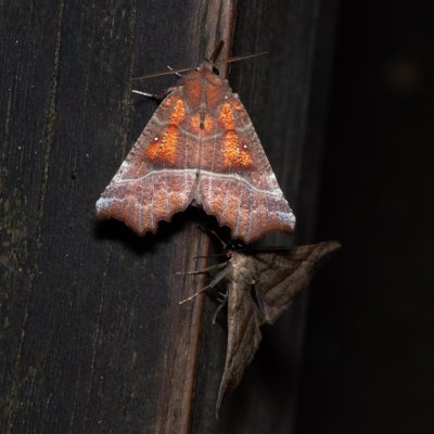 Scoliopteryx libatrix (sklepnice obecná) , IT, San Leonardo, Jižní Tyrolsko
