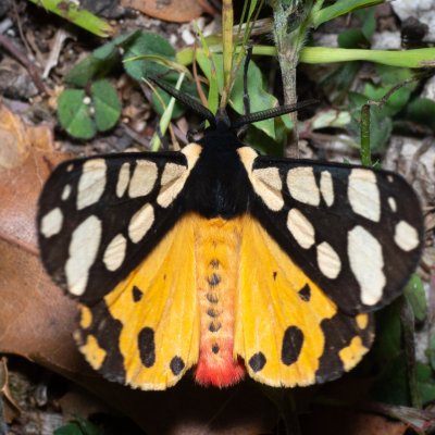 Arctia villica (přástevník špenátový), GR, Sokraki, Korfu