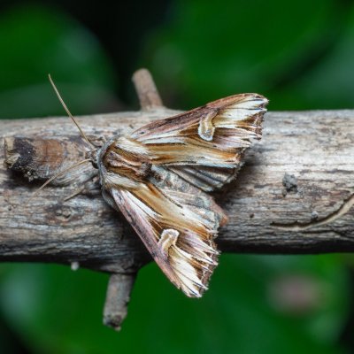 Actinotia polyodon (blýskavka půvabná), NS Bučín