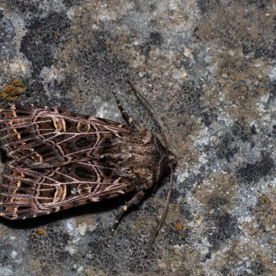 Sideridis reticulata (můra mydlicová), NPP Stránská skála