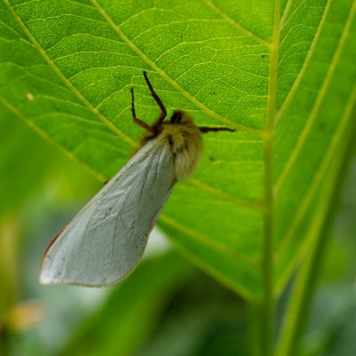 Hepialus humuli (hrotnokřídlec chmelový), SK, u PR Brezina, Tatry