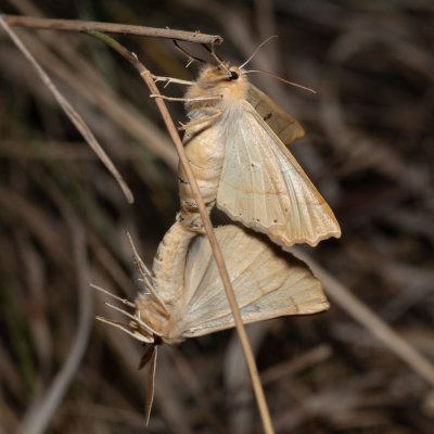 Crocallis elinguaria (zejkovec lesní), PP Na cvičišti