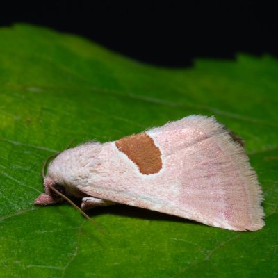 Calymma communimacula (světlopáska červcová), NPR Slanisko u Nesytu