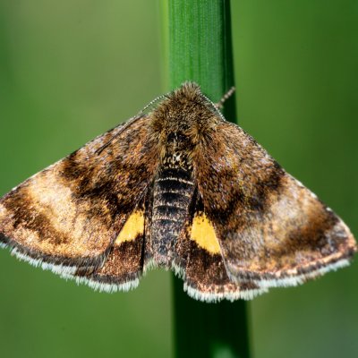 Panemeria tenebrata (blýskavka rožcová), PR Kamenný vrch