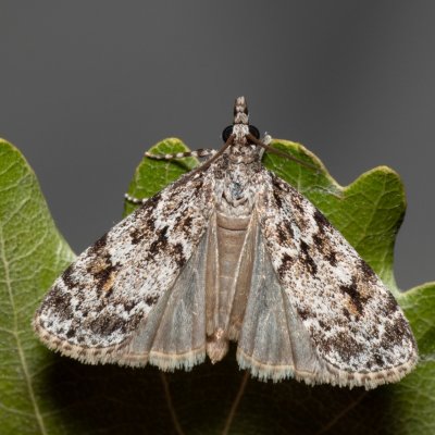 Scoparia basistrigalis (-), NPP Červený kopec