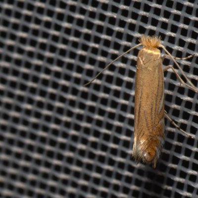 Phyllonorycter parisiella (-), NPP Malhotky