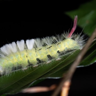 Calliteara pudibunda (štětconoš ořechový), Žebětín