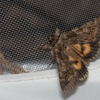 Catocala eutychea (-), GR, Myrtidion monastery, Korfu