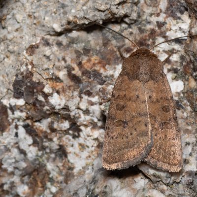 Hoplodrina octogenaria (blýskavka ptačincová), SK, Štôla