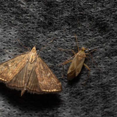 Loxostege sticticalis (zavíječ řepný), PP Na cvičišti