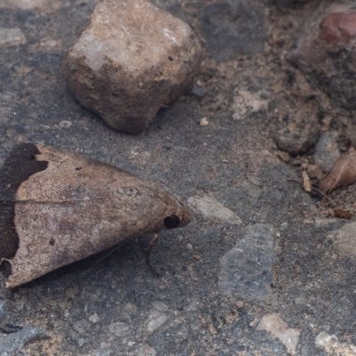 Bocula sp., TH, Khao Sok