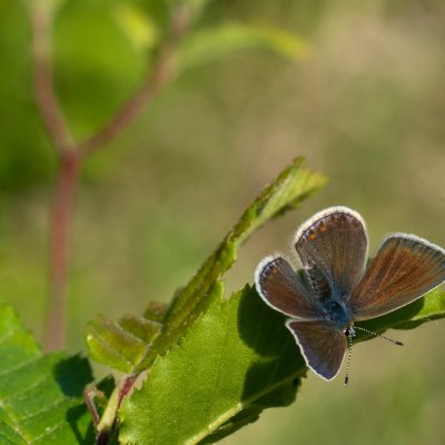 Polyommatus thersites (modrásek vičencový), Hády