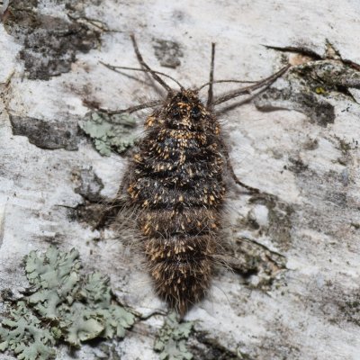 Lycia pomonaria (drsnokřídlec ovocný), PR Kamenný vrch