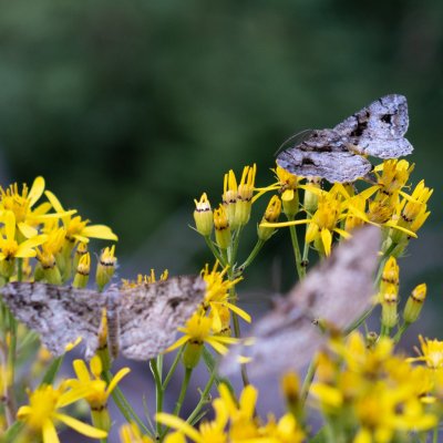 Alcis bastelbergeri (různorožec černopásý), SK, NPR Dolina Bielej vody, Tatry