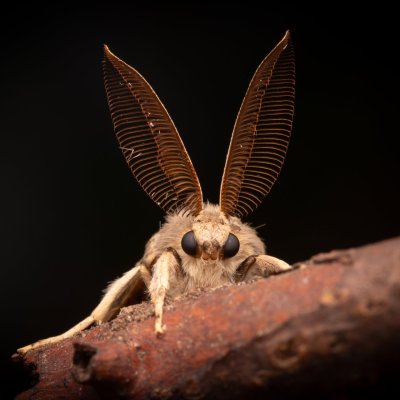 Lymantria dispar (bekyně velkohlavá), NPP Pouzdřanská step - Kolby