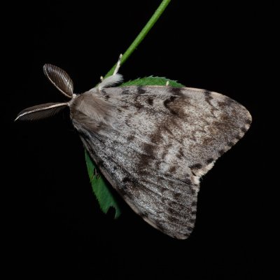 Lymantria dispar (bekyně velkohlavá), PP Střelická bažinka