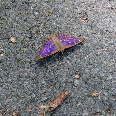 Apatura ilia (batolec červený), Kočičí žleb