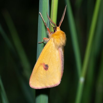 Diacrisia sannio (přástevník chrastavcový), PR Kamenný vrch