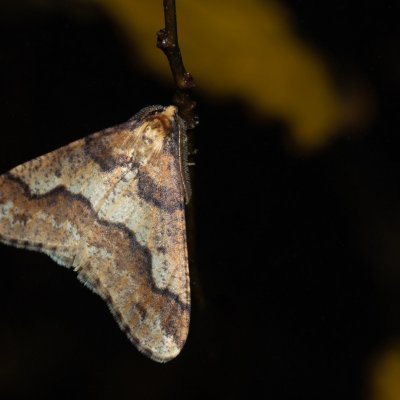 Erannis defoliaria (tmavoskvrnáč zhoubný), Žebětín