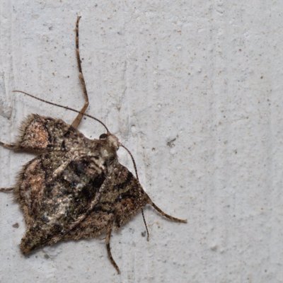 Agriopis marginaria (tmavoskvrnáč habrový), Prlov