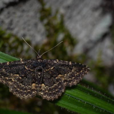 Parascotia fuliginaria (hnědavka tmavá), HR, Krasno