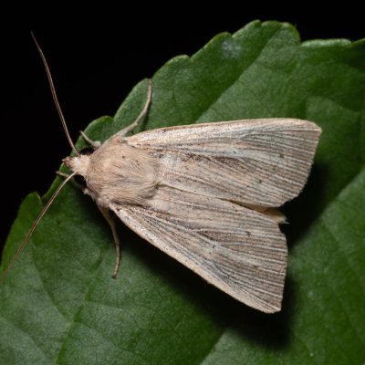 Mythimna straminea (plavokřídlec šedožlutý), Hodonín - Zbrod