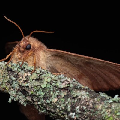 Lasiocampa trifolii (bourovec jetelový), PP Na cvičišti