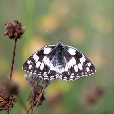 Melanargia galathea (okáč bojínkový), NPP Švařec